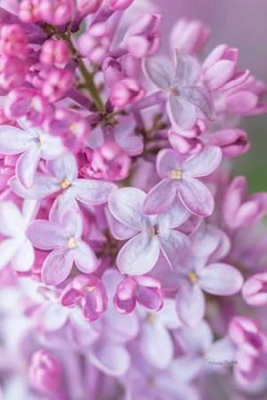 Spring Lilacs III Canvas Art - Ramona Murdock (12 x 18)