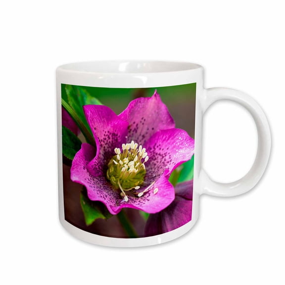 3drose, Spring, Magenta and Purple Helleborus or Letten Rose Flower, 11oz Mug