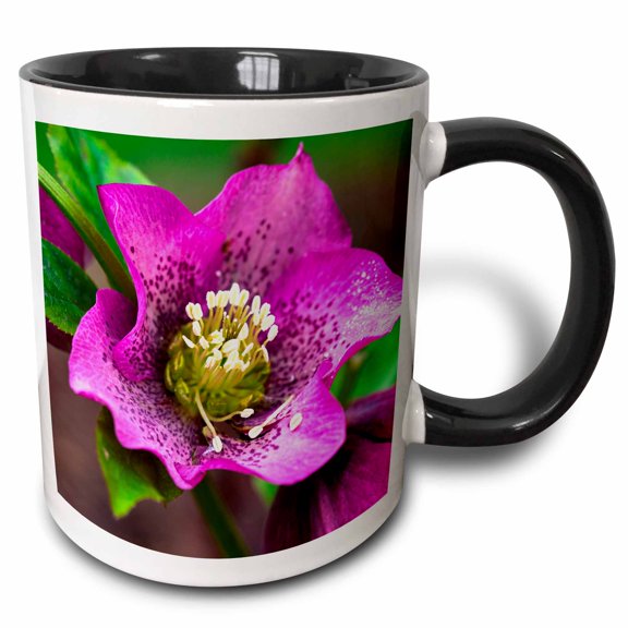 3drose, Spring, Magenta and Purple Helleborus or Letten Rose Flower, 11oz Two-tone Black Mug