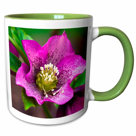 3drose, Spring, Magenta and Purple Helleborus or Letten Rose Flower, 11oz Two-tone Green Mug