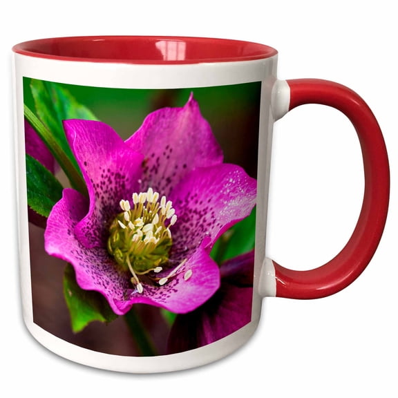 3drose, Spring, Magenta and Purple Helleborus or Letten Rose Flower, 11oz Two-tone Red Mug