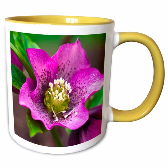3drose, Spring, Magenta and Purple Helleborus or Letten Rose Flower, 11oz Two-tone Yellow Mug