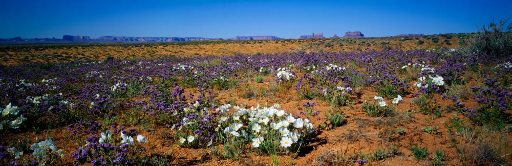 Spring Monument Valley Arizona Canvas Art - Panoramic Images (36 x 12)