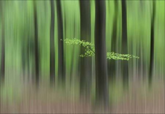 Spring Morning Canvas Art - Huib Limberg (12 x 18)
