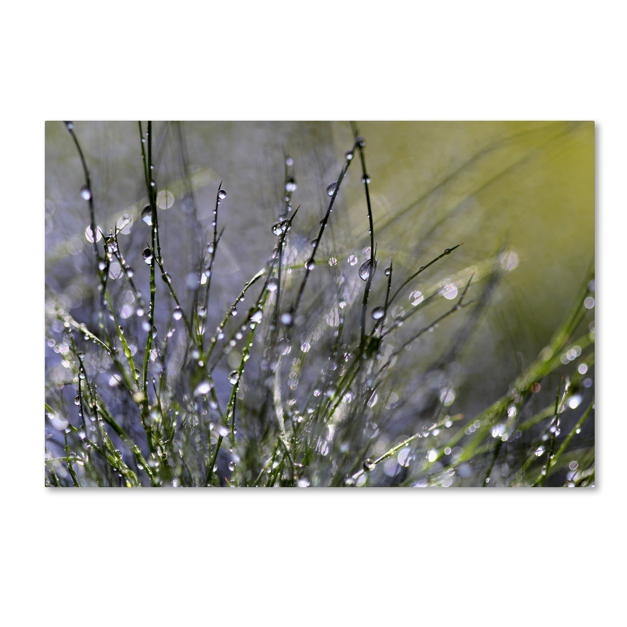 "Spring Morning" Canvas Art by Beata Czyzowska Young
