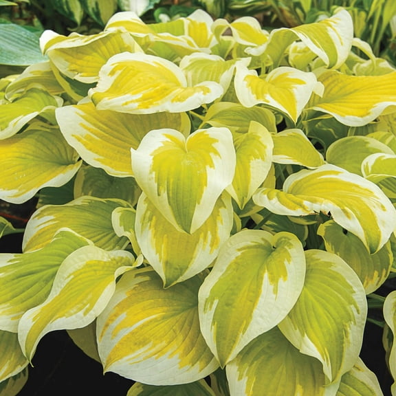 Spring Morning Hosta Dormant Bare Root Shade Loving Perennial Plants, 3-Pack