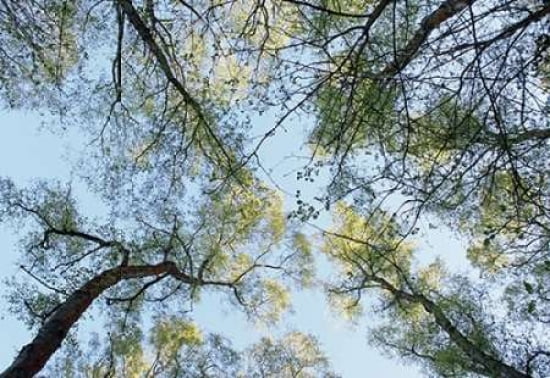 Spring Morning Tree Tops Canvas Art - Alyson Fennell (20 x 28)