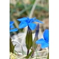thumbnail image 1 of Spring Notebook (Paperback), 1 of 1