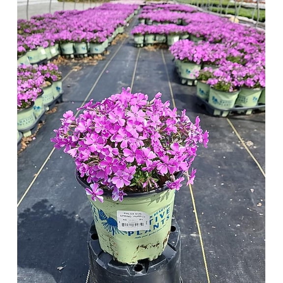 Spring Purple Moss Phlox