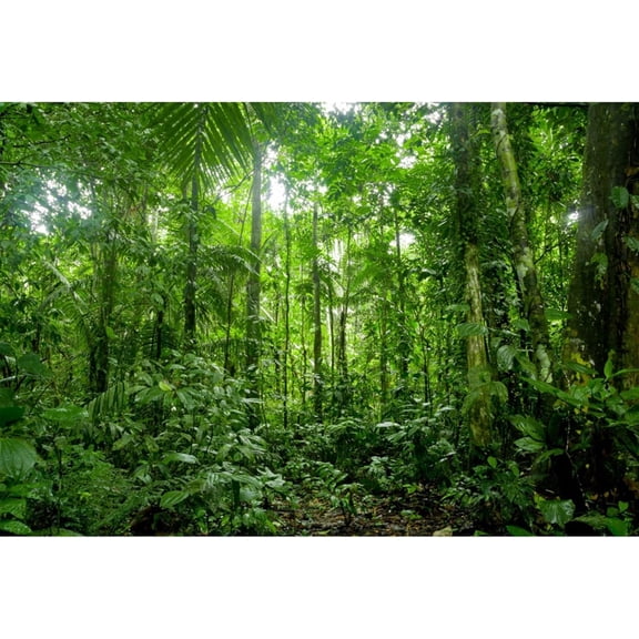 Spring Rainforest Backdrop Tropical Jungle Forest Woodland Green Trees Photography Background Nature Landscape Picnic Camping Adventure Party Decorations Banner Photo Booth Props