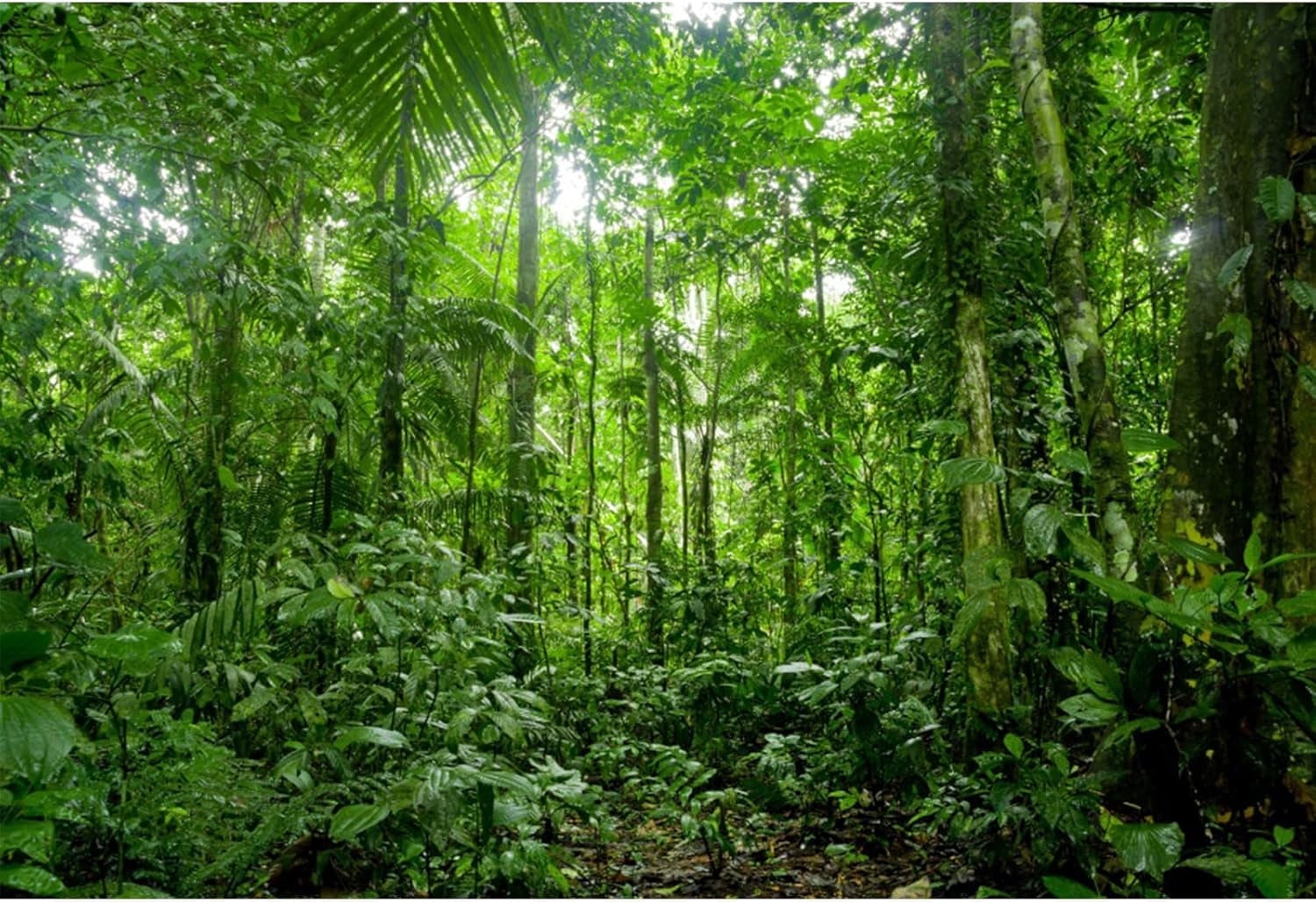 Spring Rainforest Backdrop Tropical Jungle Forest Woodland Green Trees ...