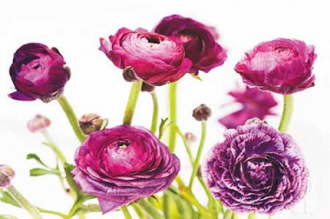 Spring Ranunculus III Canvas Art - Laura Marshall (12 x 18)