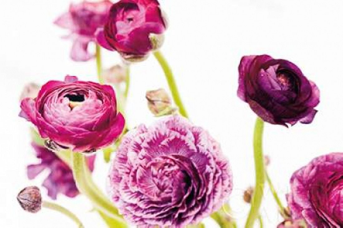 Spring Ranunculus IV Canvas Art - Laura Marshall (12 x 18)