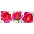 thumbnail image 1 of Spring Roses Poster Print by Jenny Thomlinson (10 x 20), 1 of 1