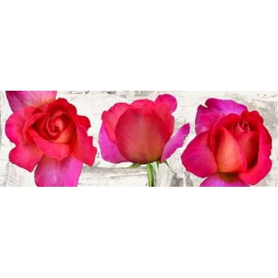 Spring Roses Poster Print by Jenny Thomlinson (10 x 20)