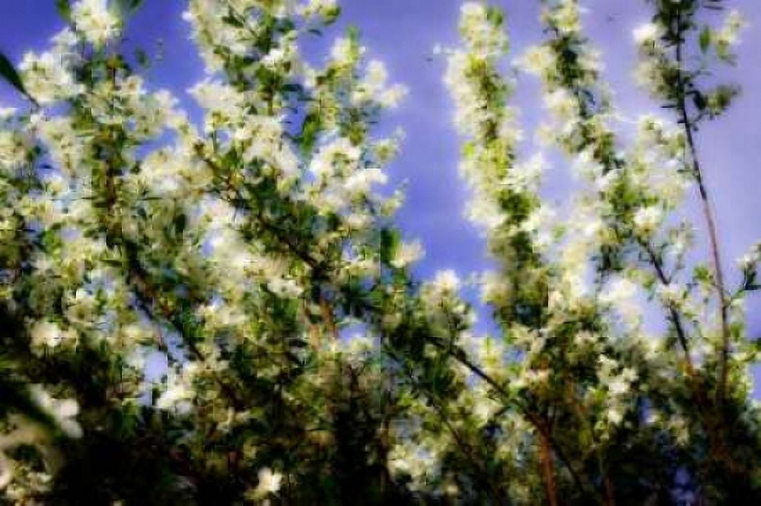 Spring Show I Canvas Art - Alan Hausenflock (20 x 28)