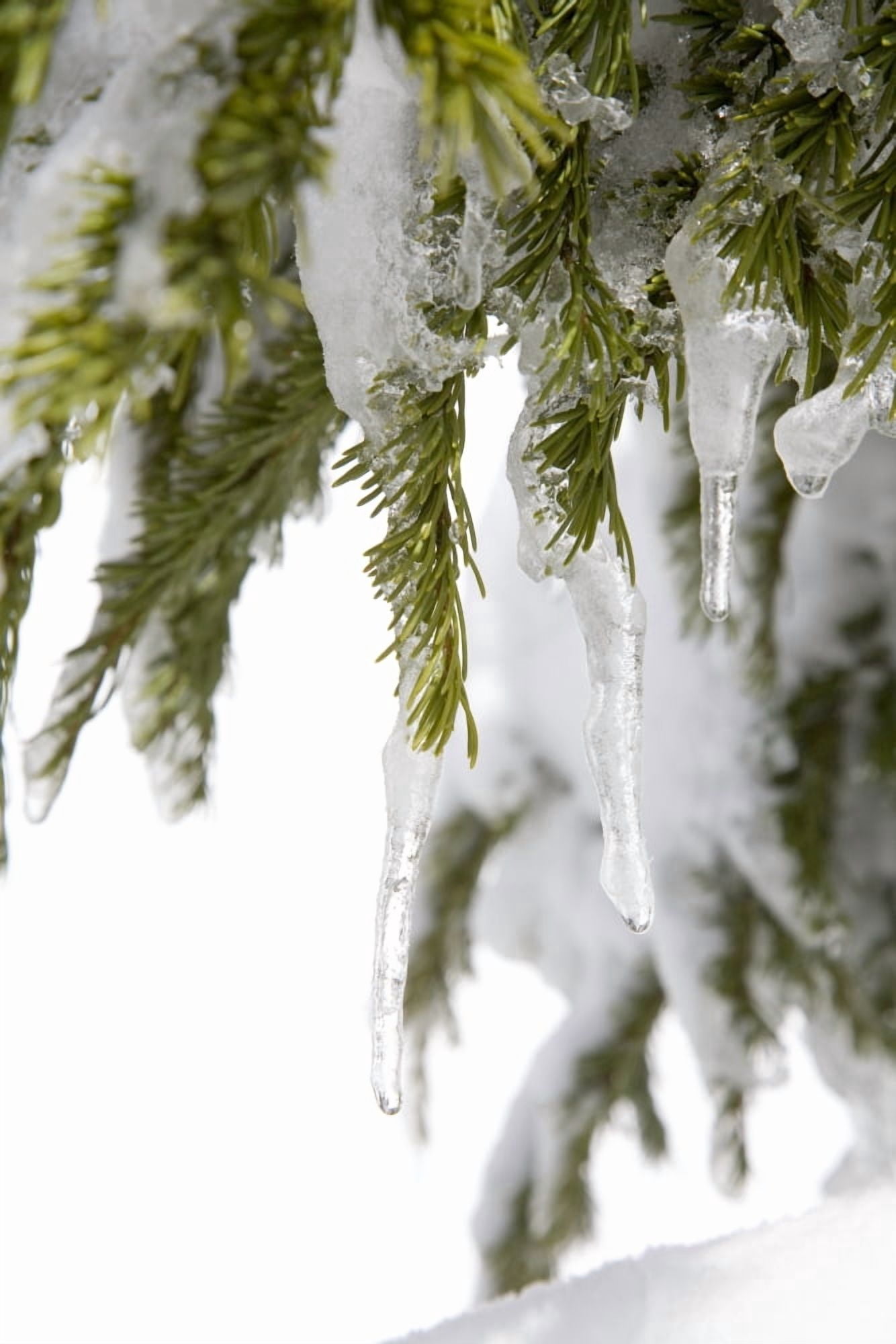 Spring Snow Tree Canvas Art - Craig Tuttle Design Pics (13 x 20)