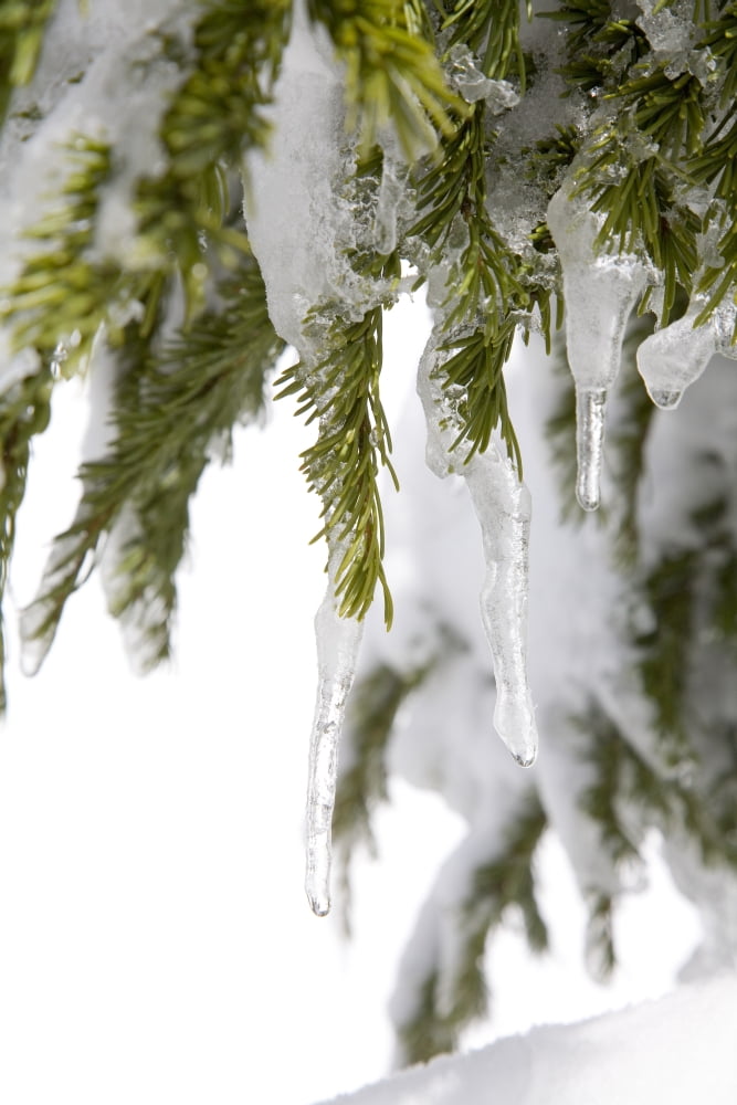 Spring Snow Tree Canvas Art - Craig Tuttle Design Pics (26 x 40)