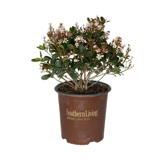 Southern Living Spring Sonata Indian Hawthorne Live Shrub in 2-Gallon Grower Pot
