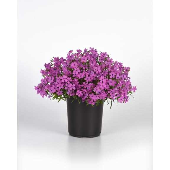 Spring Splash Phlox Hybrida - Woodland Phlox - Live Plant - 3" Pot