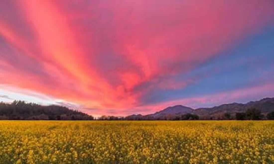 Spring Sunset Napa Valley Canvas Art - Elizabeth Carmel (24 x 36)