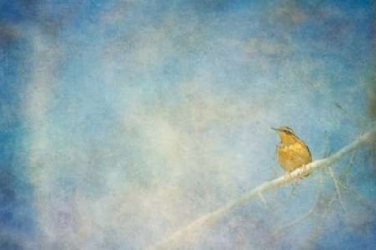 Spring Thursh Canvas Art - Roberta Murray (24 x 36)