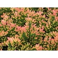 thumbnail image 1 of Spring Torch Scotch Heather - Calluna vulgaris - Hardy - 4" Pot, 1 of 2