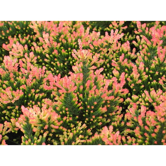 Spring Torch Scotch Heather - Calluna vulgaris - Hardy - 4" Pot