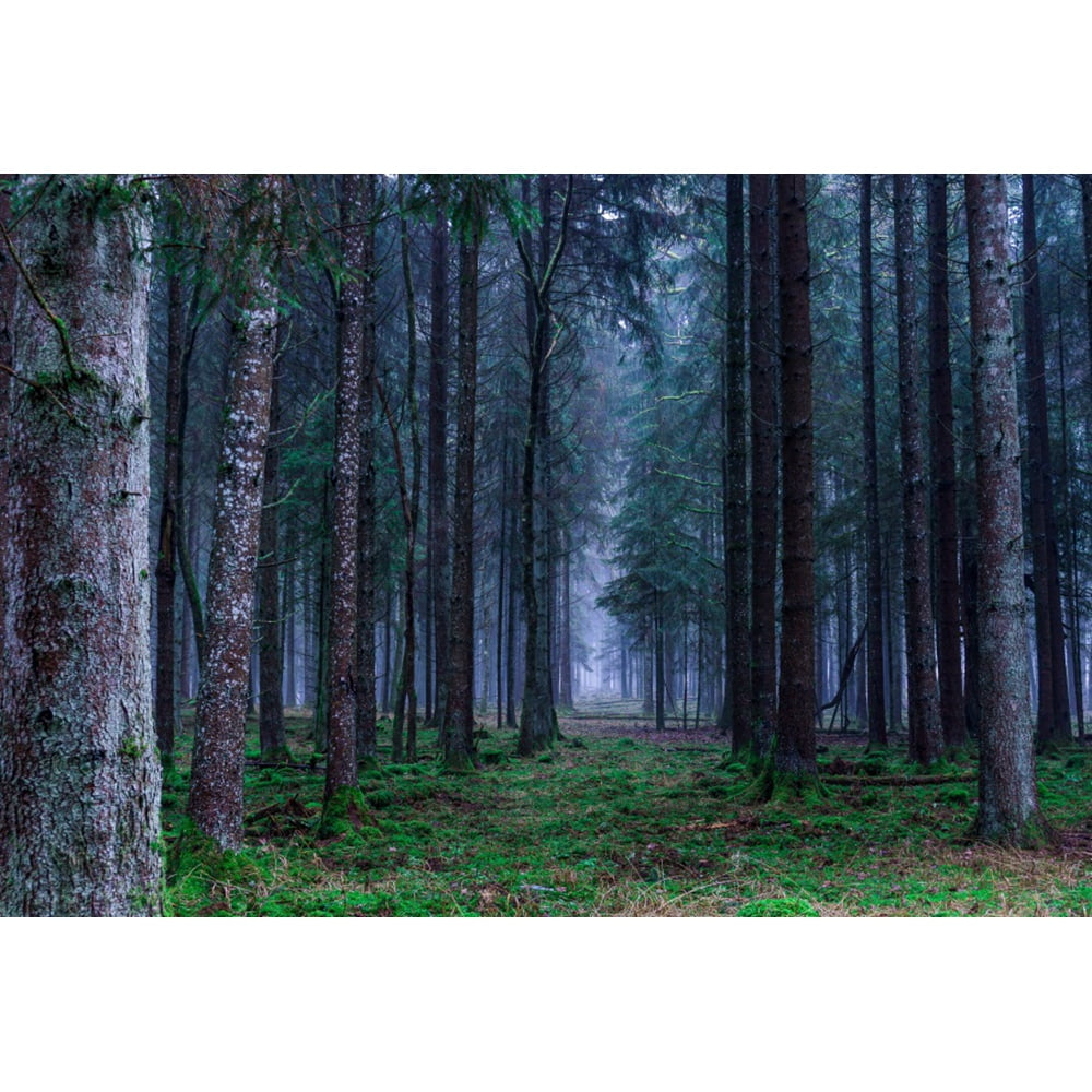 Spring Tropical Forest Backdrops Jungle Rainforest Green Leaves Natural