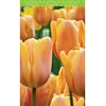 thumbnail image 1 of Spring Tulips Bridge Tally Sheets Playing Cards Accessory, 1 of 1