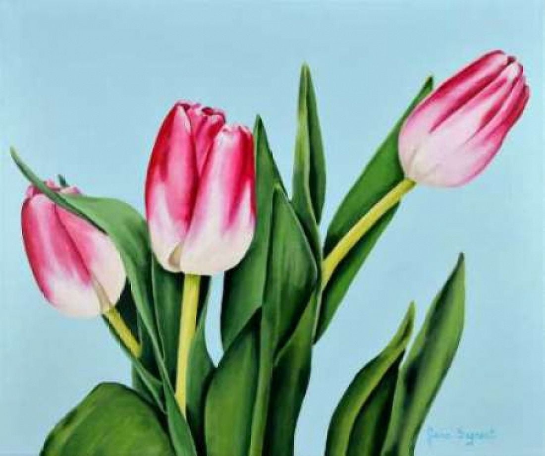 Spring Tulips Canvas Art - Jane Segrest (24 x 24)