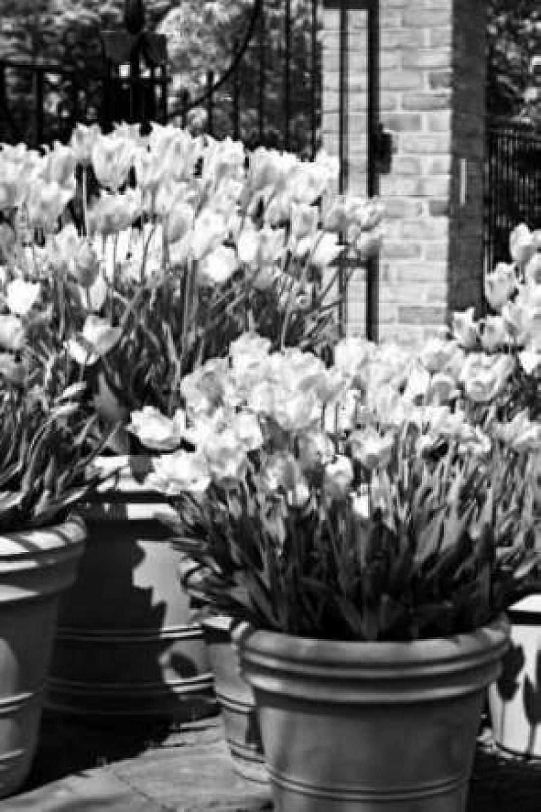 Spring Tulips I Canvas Art - Alan Hausenflock (24 x 36)