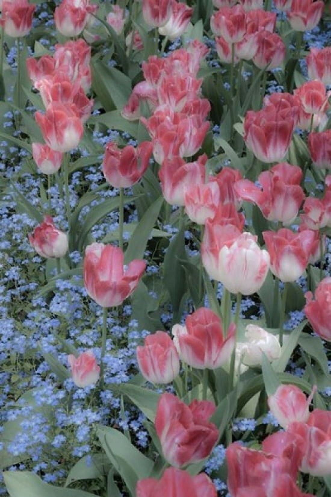 Spring Tulips of Red and White Color Victoria British Columbia Canada Canvas Art - Terry Eggers DanitaDelimont (24 x 36)