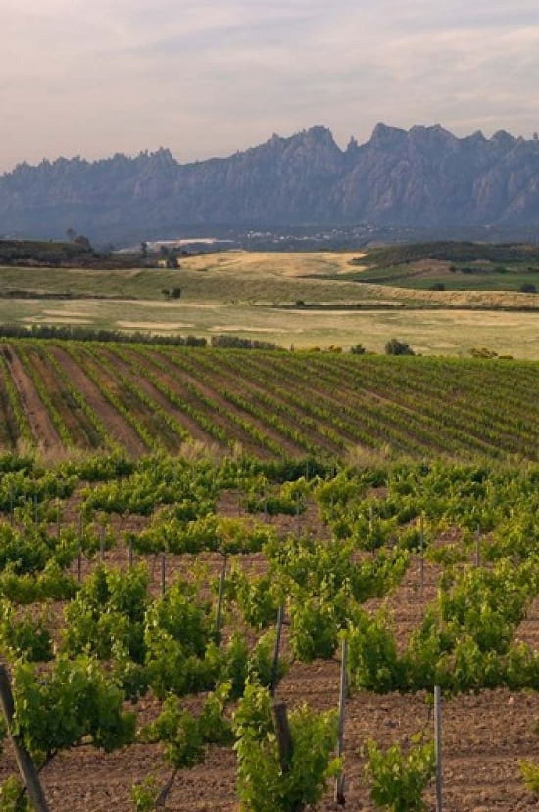 Spring Vineyards with Montserrat Mountain Catalonia Spain Canvas Art - Janis Miglavs DanitaDelimont (23 x 35)