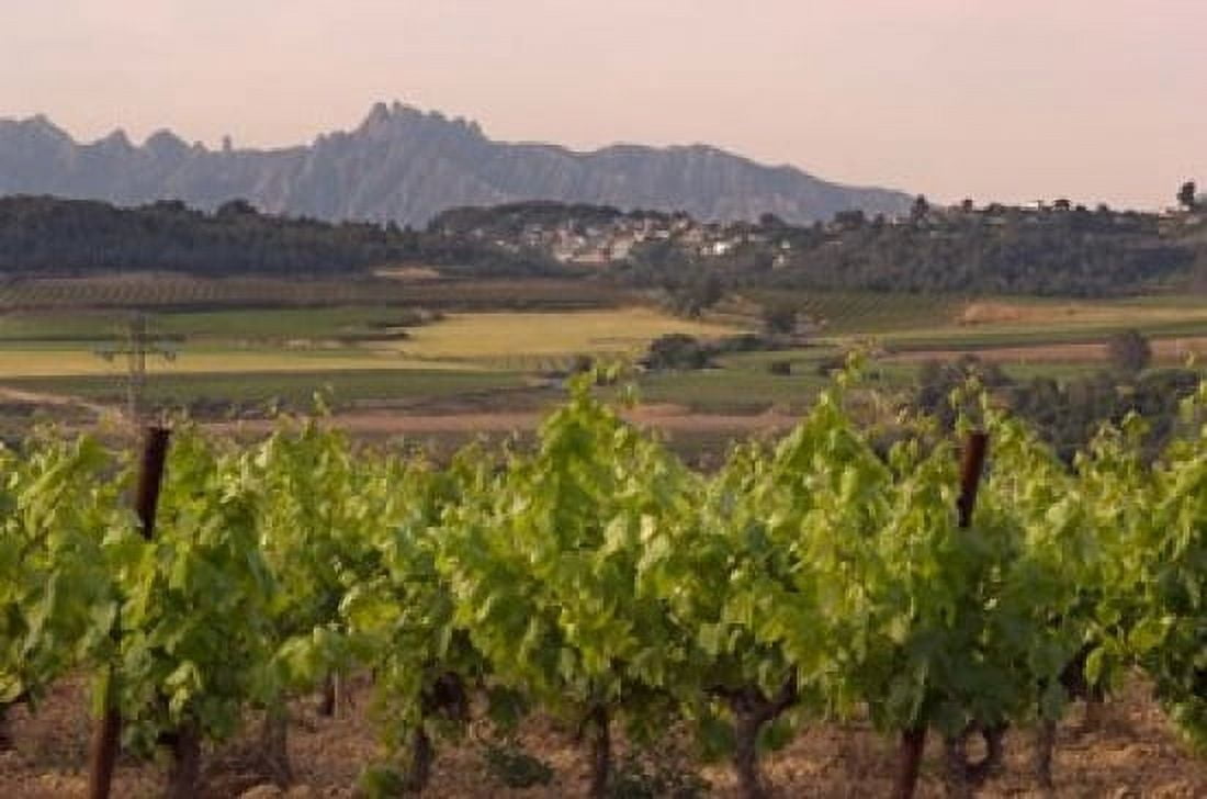 Spring Vineyards with Montserrat Mountain Catalonia Spain Canvas Art - Janis Miglavs DanitaDelimont (35 x 23)