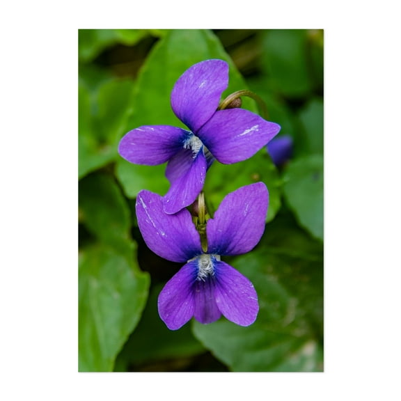 Spring Violets - Pennsylvania Photography Flowers Floral Nature Botanical Garden Scenic Summer Unframed Wall Art Print 4 x 6 inches