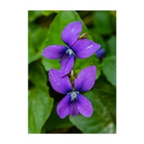 Spring Violets - Pennsylvania Photography Flowers Floral Nature Botanical Garden Scenic Summer Unframed Wall Art Print 4 x 6 inches
