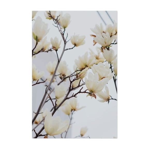 Spring - Visalia California Photography Flowers Floral Botanical Nature Garden Minimalist Unframed Wall Art Print 5 x 7 inches