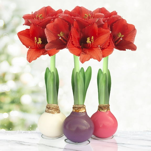 Spring Waxed Amaryllis 3-Pack Variety Collection, White, Purple, Pink Base Flower Bulbs with Stands, Grow Real Blooming Indoor Spring Flowers, No Water Needed