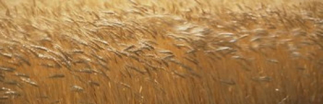 Spring Wheat Canvas Art - Panoramic Images (18 x 6)