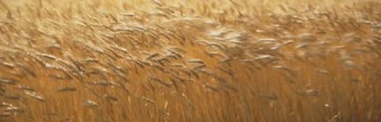 Spring Wheat Canvas Art - Panoramic Images (36 x 12)