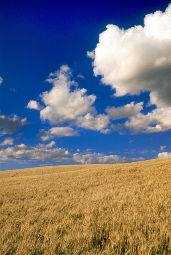 Spring Wheat Field Tiger Hills Manitoba Canvas Art - Dave Reede Design Pics (22 x 34)