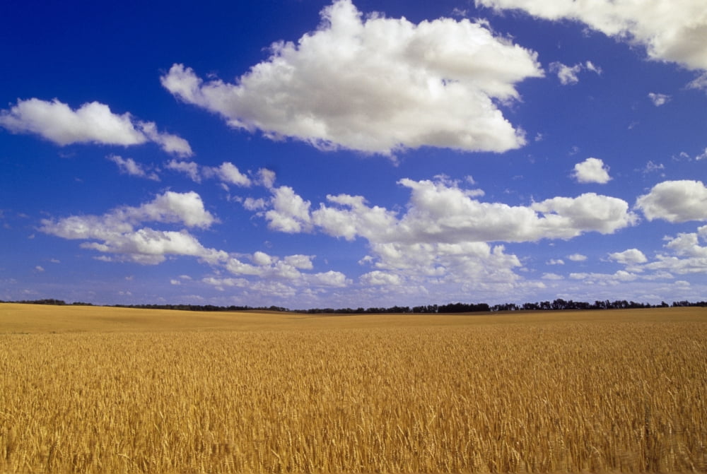 Spring Wheat Field Tiger Hills Manitoba Canvas Art - Dave Reede Design Pics (34 x 22)