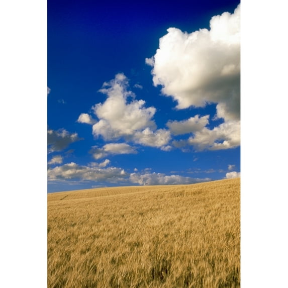 Spring Wheat Field, Tiger Hills, Manitoba Poster Print (22 x 34)