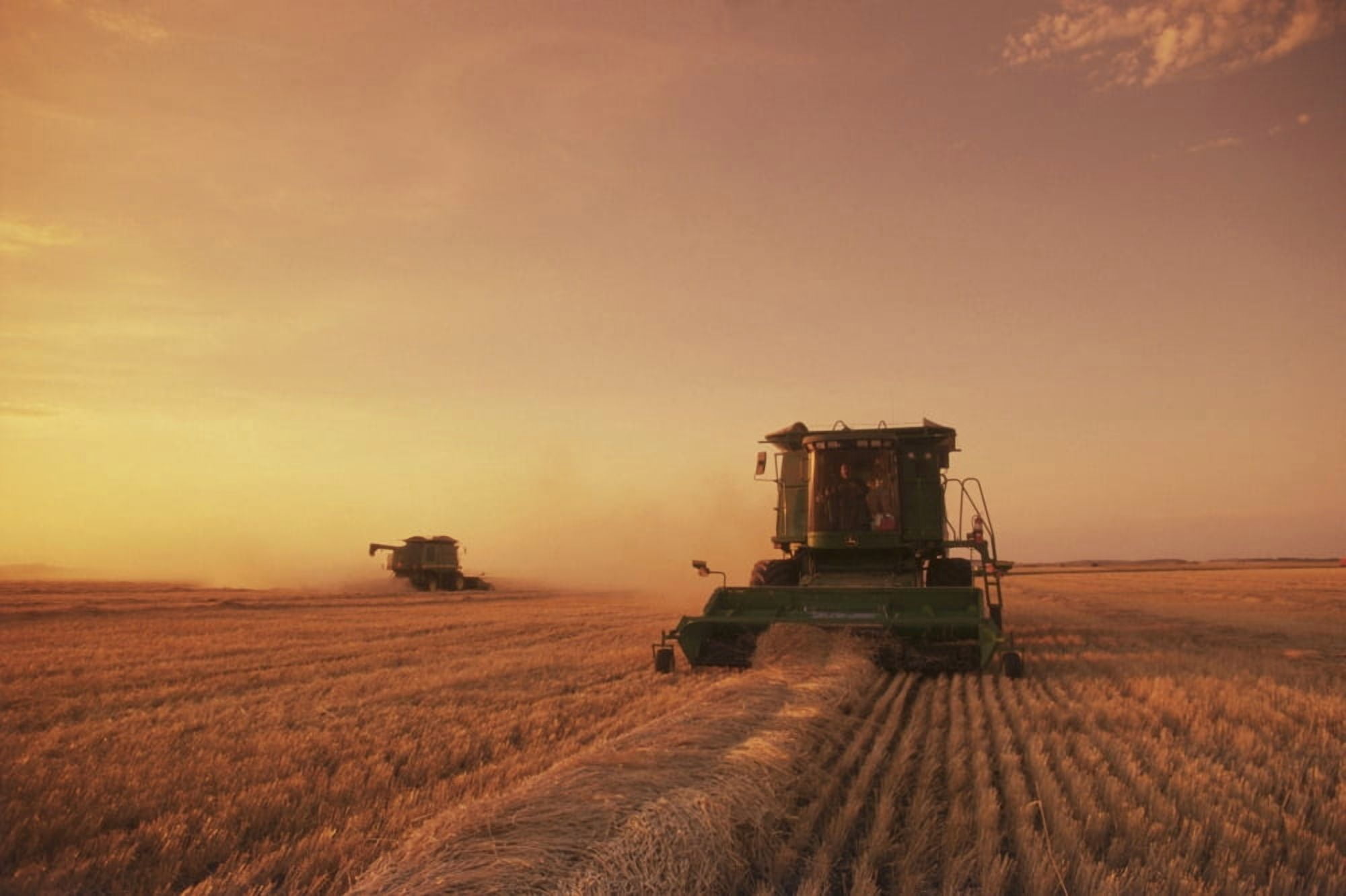 Spring Wheat Harvest Tiger Hills Manitoba Canvas Art - Dave Reede Design Pics (17 x 11)