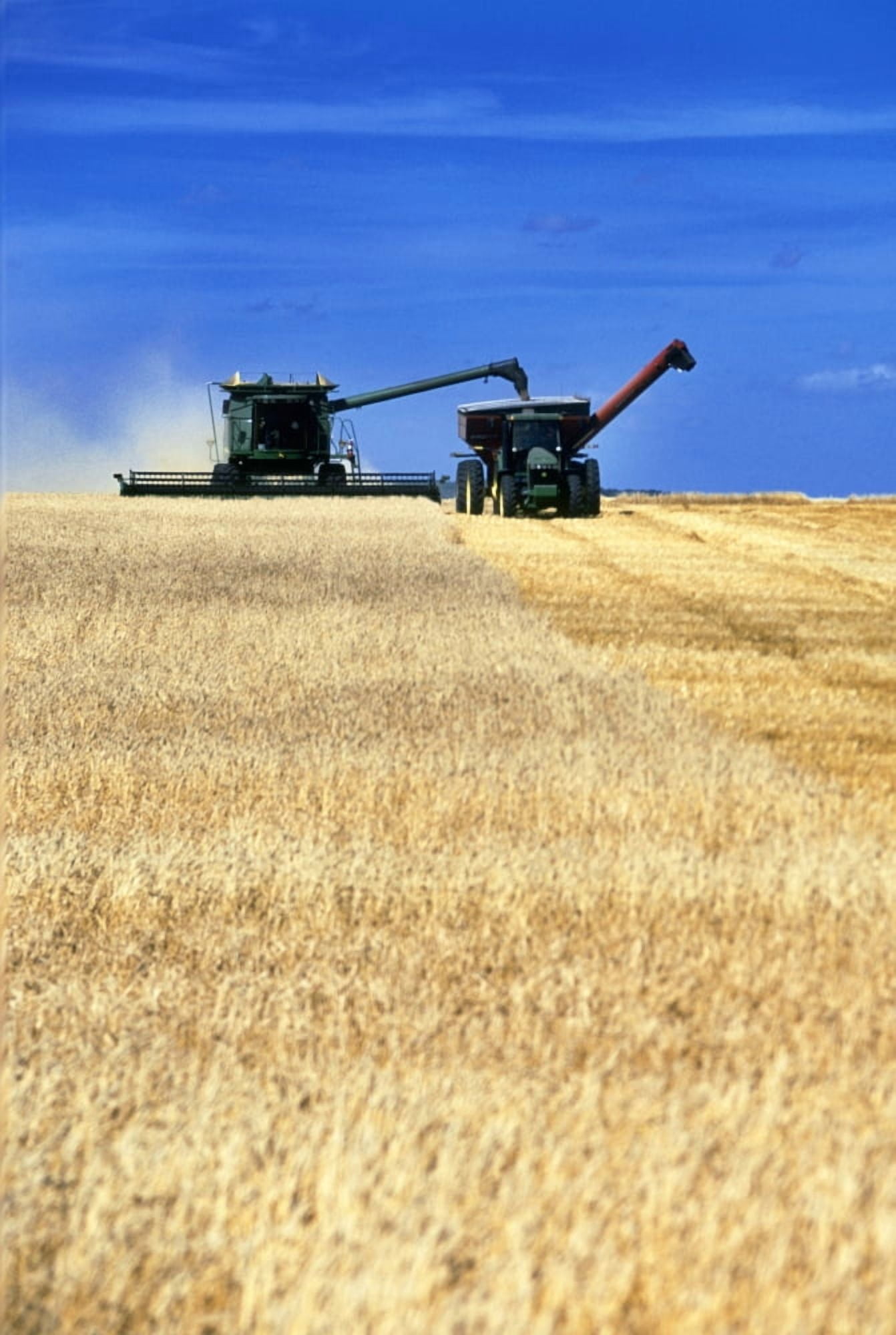Spring Wheat Harvest Tiger Hills Manitoba Canvas Art - Dave Reede Design Pics (22 x 34)