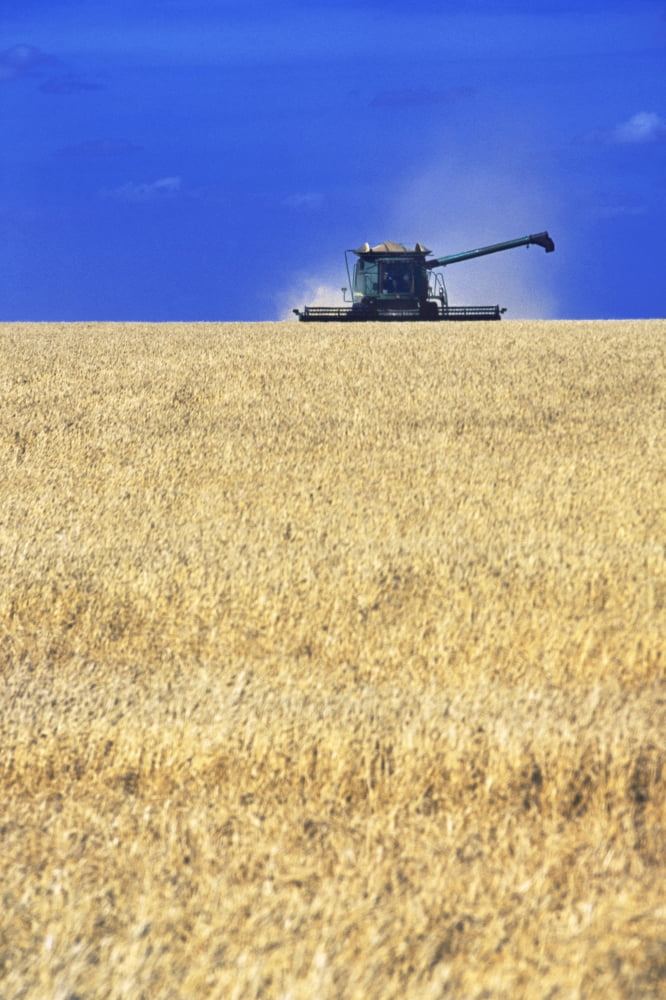 Spring Wheat Harvest Tiger Hills Manitoba Canvas Art - Dave Reede Design Pics (22 x 34)