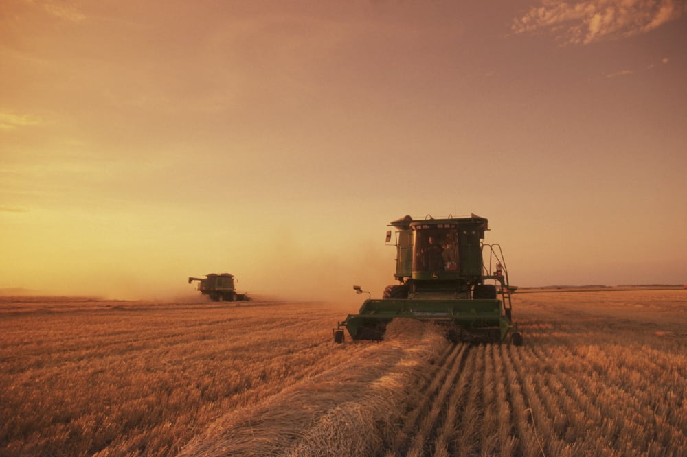 Spring Wheat Harvest Tiger Hills Manitoba Canvas Art - Dave Reede Design Pics (34 x 22)