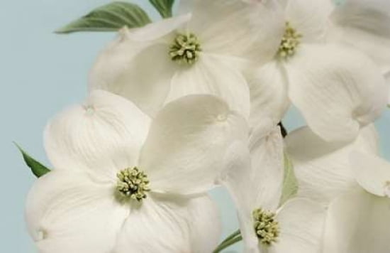Spring Whites Canvas Art - Julie Greenwood (12 x 18)