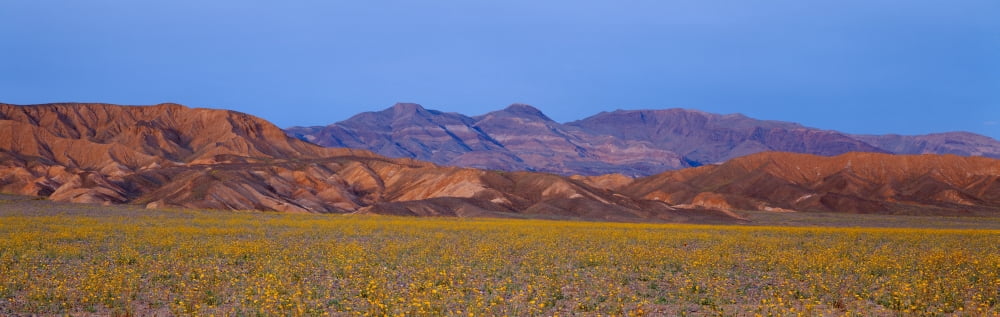 Spring Wildflowers Death Valley California Canvas Art - Panoramic Images (27 x 9)